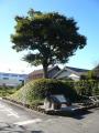 fukuroihamamatsu0039.jpg