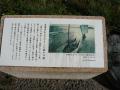 fukuroihamamatsu0125.jpg