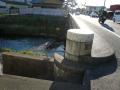 fukuroihamamatsu0146.jpg