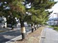 okazakimiya0074.jpg