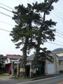 okazakimiya0036.jpg