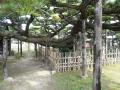 okazakimiya0040.jpg
