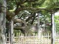 okazakimiya0041.jpg